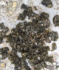 都认识这个“黑木耳”吗?味道还不错