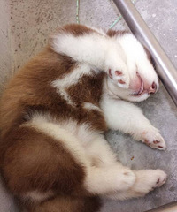 ����˹�ӱ���