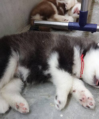 ����˹�ӱ���