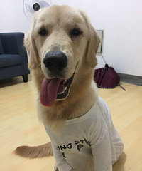 犬粮+我家有只金毛毛