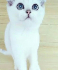 ��è����