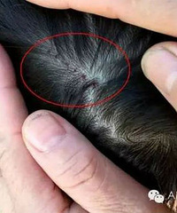 4���к�ͷ�Ͼ���8����Ѫ���� ��ϵ�׶�԰��ʦ��Ϊ