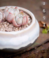 ����Ʊ���ɹɹ���еĻ���