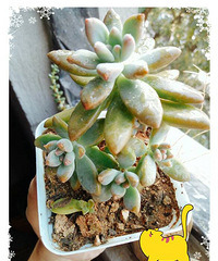 �뵱����Ҳ�й�����