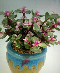 ����Ʊ���ɹɹ�Ҽһ���