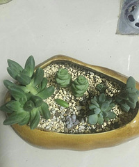 ����Ʊ���ɹɹ�Ҽһ���