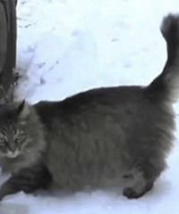 ������������ѩ�أ�·��è�侹��