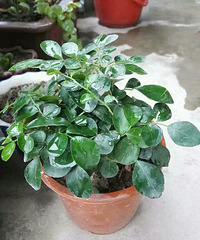 ����Ʊ����ҼҵĻ����ݲ�