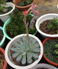 ����Ʊ���ɹɹ���еĻ���