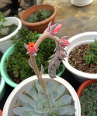 ����Ʊ���ɹɹ���еĻ���