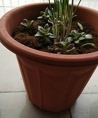 ����Ʊ�����������˷��Ļ���