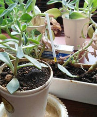 ����Ʊ�������