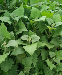 ֪������ʲô��