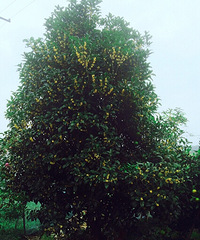 ��������ɫ