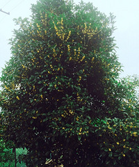 ��������ɫ