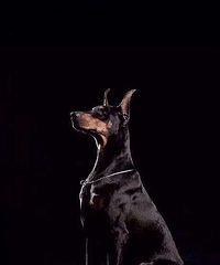 �ö�����βӦ��ע��ʲô��