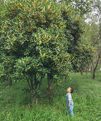 �Ϻ�����