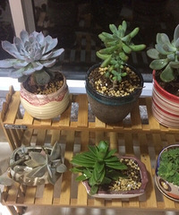 ��Ʊ���������