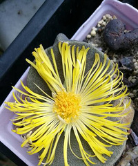 ���⿪����