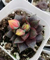 �ҼҶ������Ŀ�ʼ��ɫ��