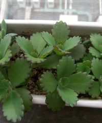 �Ҽ�С����