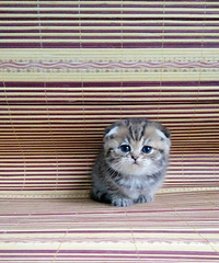 ������ֵ��è