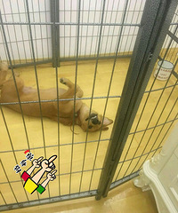 ��ľ��Ц�ú����