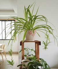 �����ݲ�