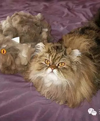 惊呆惹!铲屎官用猫咪掉的毛做了一只一模一样的喵