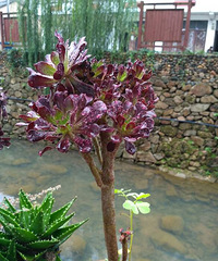 ���⡪���ڷ�ʦ