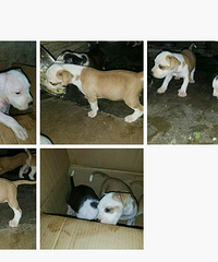 ��ӭ���ཻ����˫Ѫͳ������ֽ˹�����������¼�