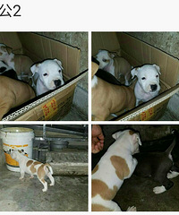 ��ӭ���ཻ����˫Ѫͳ������ֽ˹�����������¼�