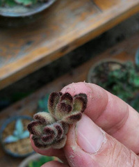 �ö���������