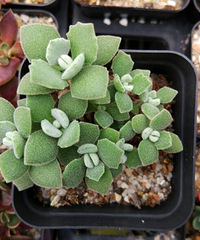 �ö���������