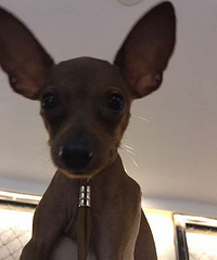 �������ųԣ���С�����̸��С��