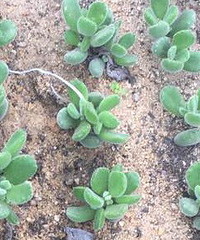 ���ܶ���Ŷ����