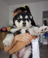 ����2ֻ��