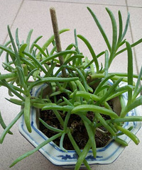 �������ʲô