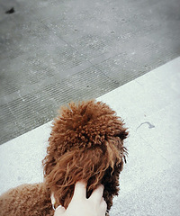 ��Ƥ�ı���