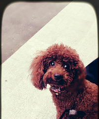 ��Ƥ�ı���