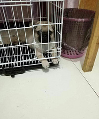 �ȳ���ȼ����˸�