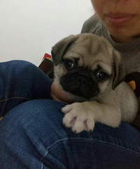 �ȳ���ȼ����˸�