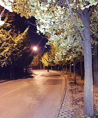 ҹ������ɫ