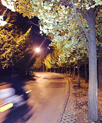 ҹ������ɫ