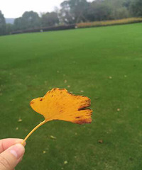 ����ɹ��ɫ