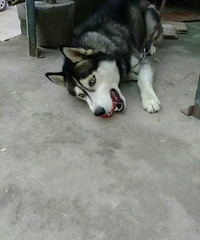 û�жԱȾ�û���˺�