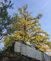 踏秋