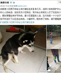 狗狗不听话 男子将哈士奇打瘫后丢弃