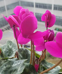 �����Ĵ�̨