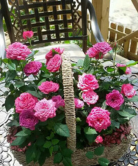 ������ С��